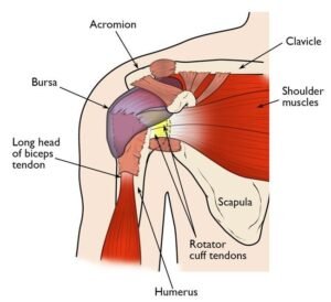 Shoulder Arthroscopy